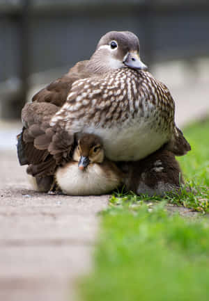 Mandarin Duck Mother Bird Wallpaper