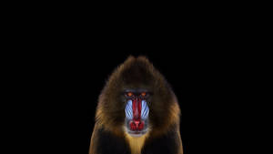 Mandrill Monkey Illustration Wallpaper