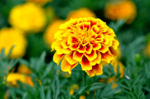 Marigold Bright Photography Wallpaper