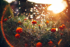 Marigold Bright Sunlight Wallpaper