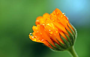 Marigold Bud Raindrops Wallpaper