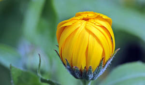 Marigold Flower Close-up Wallpaper