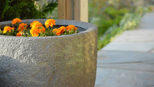 Marigold Flowers Giant Pot Wallpaper