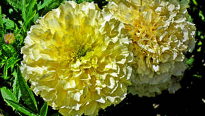 Marigold Flowers In Pair Wallpaper