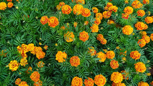 Marigold Garden Aerial View Wallpaper