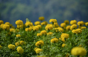 Marigold Garden Photography Wallpaper