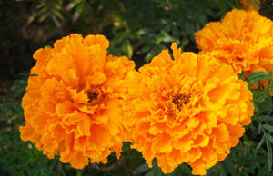 Marigold Lush Petals Wallpaper