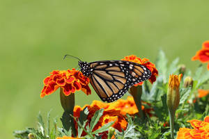 Marigold With Brown Butterfly Wallpaper