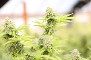 Marijuana Buds Photography Wallpaper