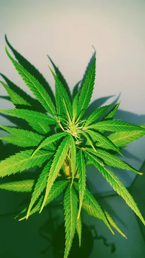 Marijuana Plant For Weed Joint Wallpaper
