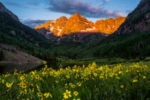 Maroon Bells Colorado's Wildflower Wallpaper