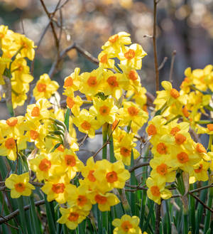 Martinette Narcissus Flower Wallpaper