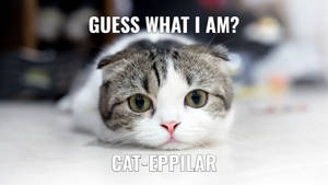 Maru Cat Funny Meme Wallpaper