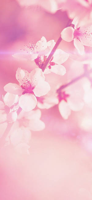 Marvelous Spring Flower Iphone Wallpaper