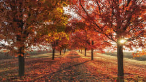 Marvelous Trees Trail Fall Laptop Wallpaper