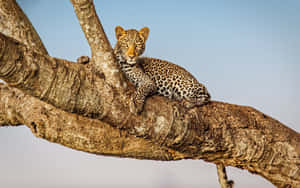 Masai Mara National Reserve With Leopard Wallpaper