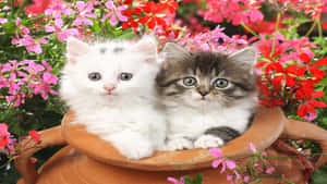 Matching Cat Pfp Clay Jar Wallpaper
