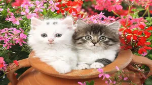 Matching Cat Pfp Clay Jar Wallpaper