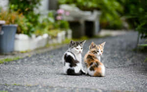 Matching Cat Pfp Street Wallpaper