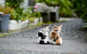 Matching Cat Pfp Street Wallpaper