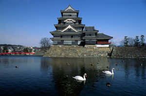 Matsumoto_ Castle_with_ Swans_ Japan Wallpaper