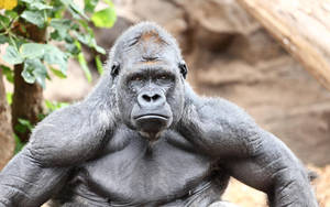 Mature Muscular Gorilla Wallpaper