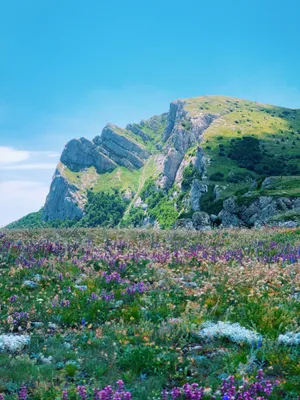 Meadow Beside Rocky Mountain Wallpaper