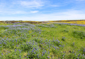 Meadow Of Viola Sororia Wallpaper