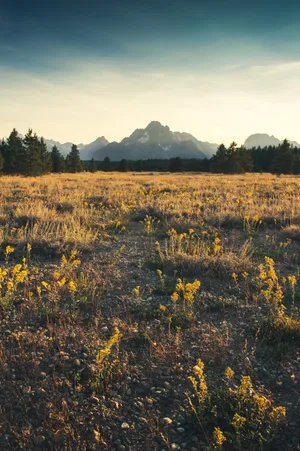 Meadow Of Yellow Flowers Wallpaper