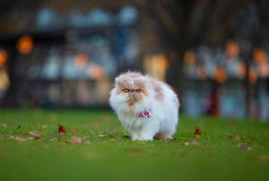 Meet Our Fluffy Feline Fantasy: A Persian Cat Embodying Cuteness And Aesthetics Wallpaper