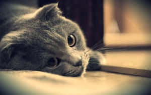 Melancholic_ Grey_ Cat.jpg Wallpaper