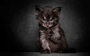 Melancholic Kitten Portrait Wallpaper