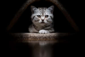 Melancholic Kittenin Shadow.jpg Wallpaper