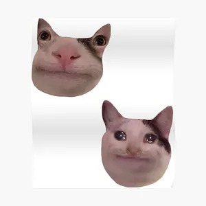 Meme Cat Funny Discord Pfp Wallpaper
