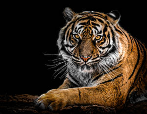 Menacing Harimau Wallpaper