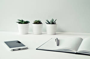 Mesmerising Sunlit Forest Wallpaper