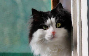 Mesmerizing Black And White Cat With Curly Fur Wallpaper