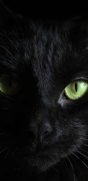 Mesmerizing Green Eyes Of A Black Cat Wallpaper