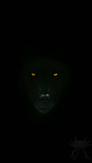 Mesmerizing Stare Of A Majestic Black Wolf Wallpaper