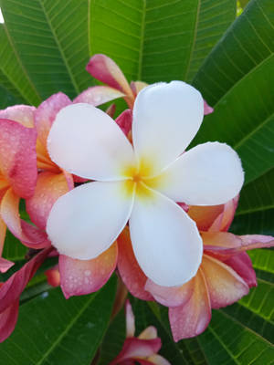 Mesmerizing White Orchid Of Papua New Guinea Wallpaper