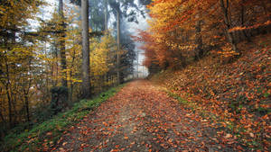 Microsoft Teams Backroad With Orange Leaves Wallpaper