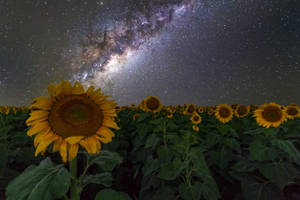 Milky Way Galaxy Sunflower Wallpaper