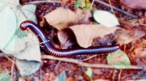 Millipede Out In The Wilds Wallpaper