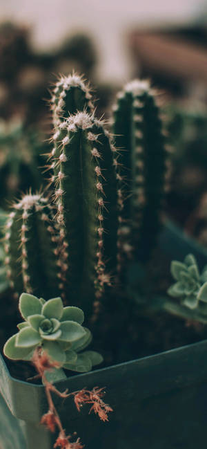 Mini Cactus Indoor Plant Iphone Wallpaper