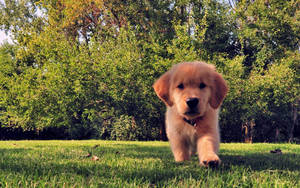 Mini Golden Retriever Puppy Wallpaper