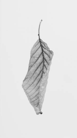 Minimal Black And White Leaf Wallpaper