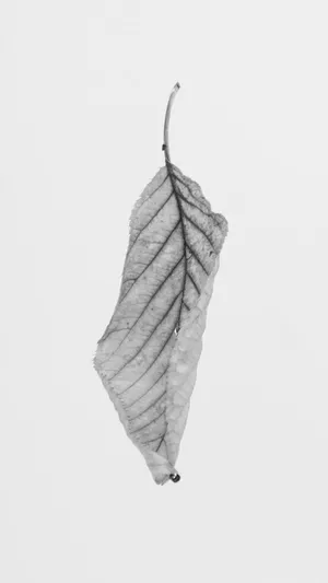 Minimal Black And White Leaf Wallpaper