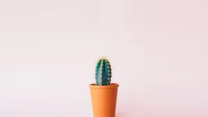 Minimalist Cactusin Terra Cotta Pot Wallpaper