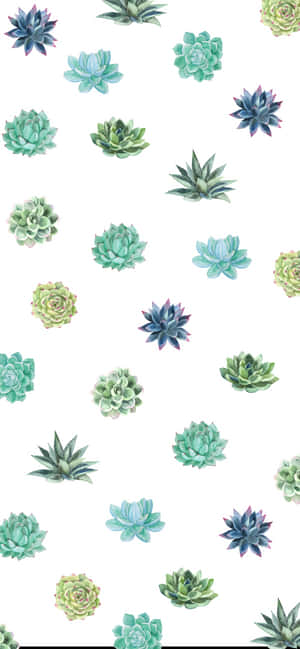 Minimalist Different Succulent Iphone White Wallpaper