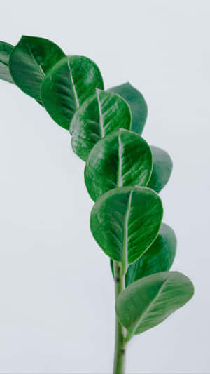 Minimalist Green Leaf Stem Wallpaper